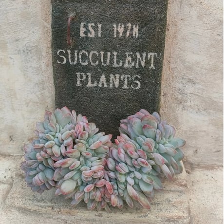 多肉植物カット苗の通販 | エケベリア(韓国苗)多肉植物専門店 | 森の多肉園