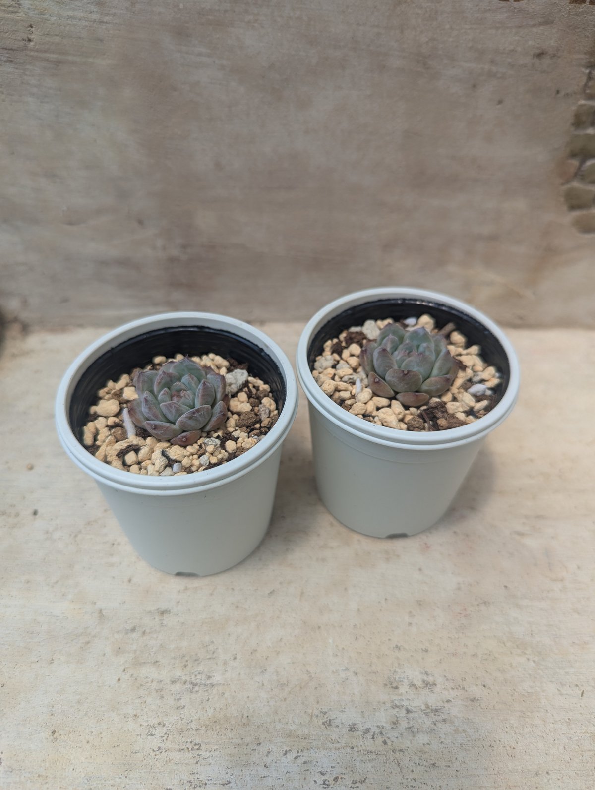 シュガークリスタル エケベリア 抜き苗 | 多肉植物カット苗の シュガークリスタル エケベリア 抜き苗 | 多肉植物カット苗の