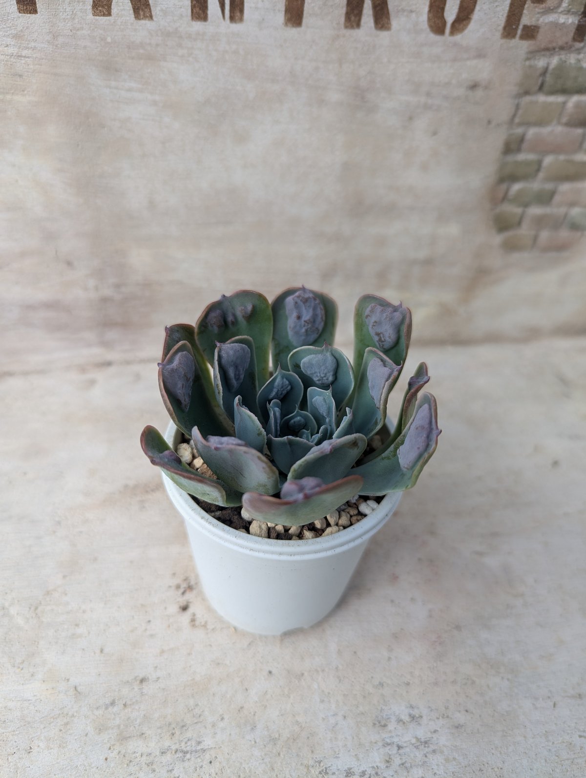 レインドロップス エケベリア 抜き苗 | 多肉植物カット苗の通販