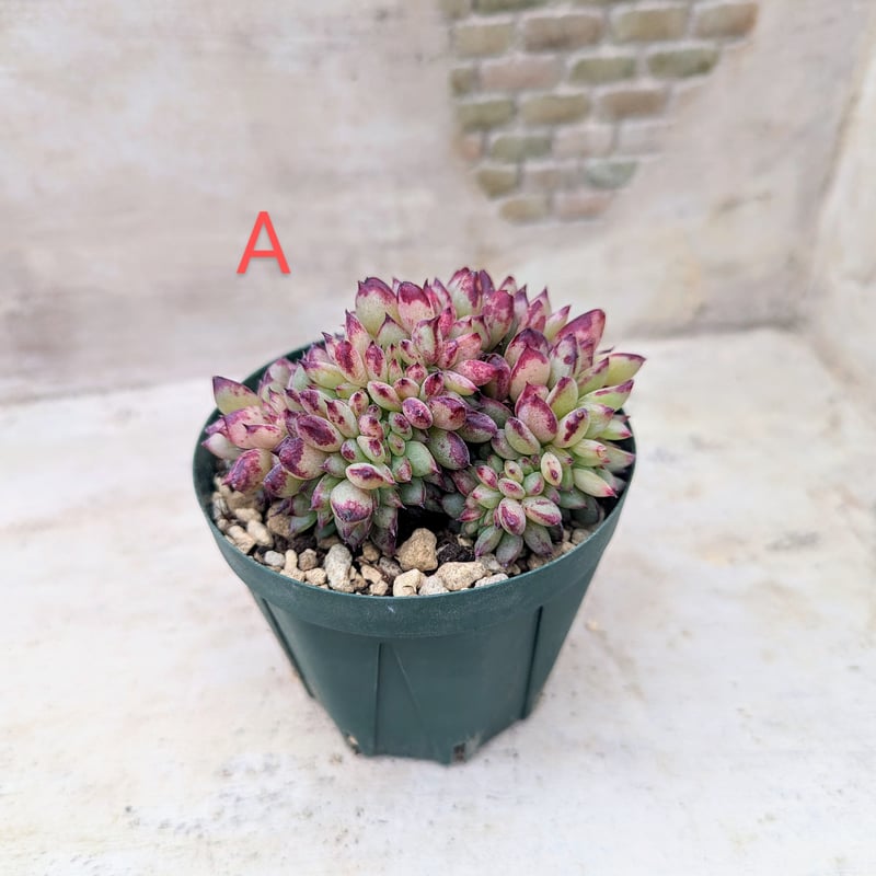 アエオニウム　けんと 50株×ラウルニシキ 多肉植物 エケベリア セダム アエオニウム