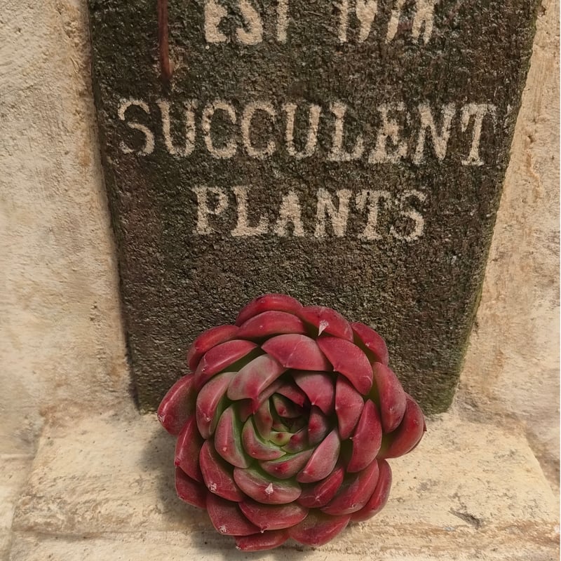 ディープレッド エケベリア カット苗 | 多肉植物カット苗の通販