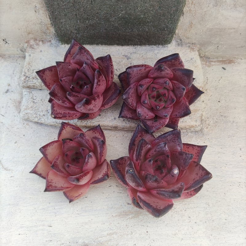 ロメオ エケベリア カット苗 | 多肉植物カット苗の通販 | エケベリア