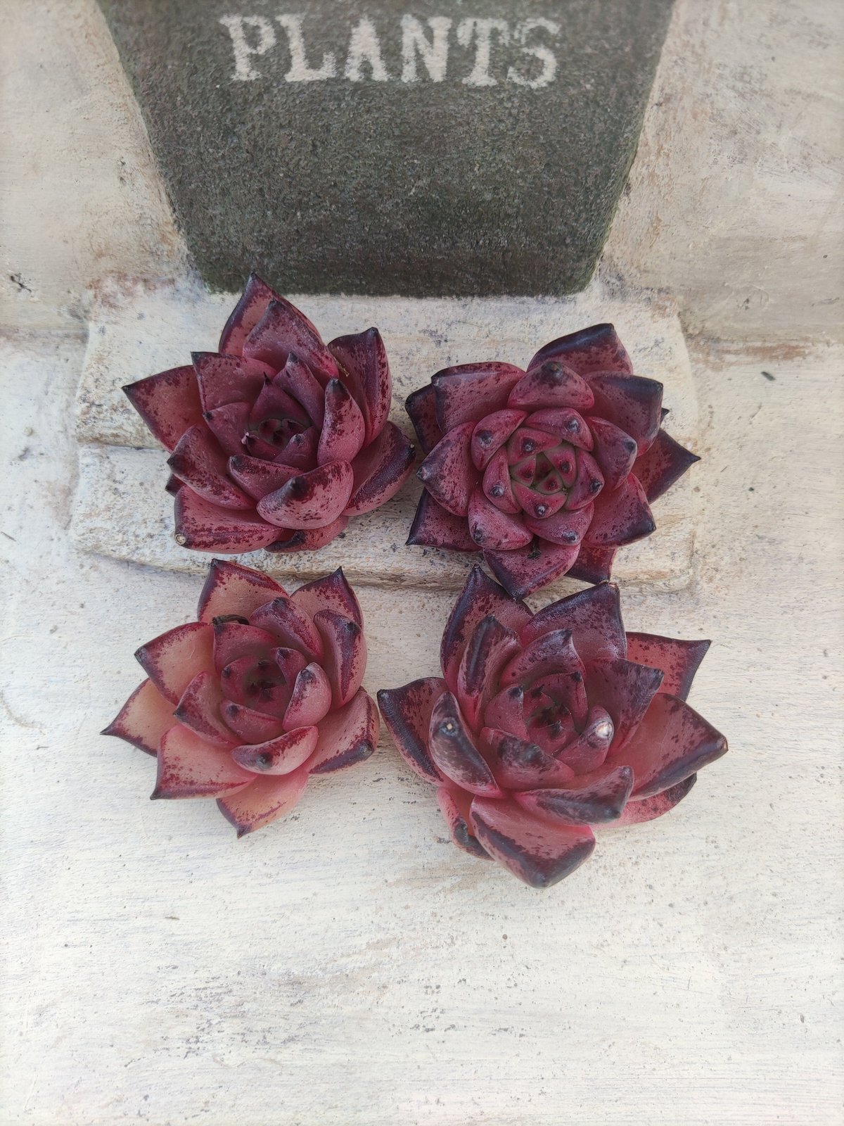 多肉植物　ブロードロメオ　韓国苗 楽天市場】ブラッディーロメオ エケベリア Mサイズ 韓国苗