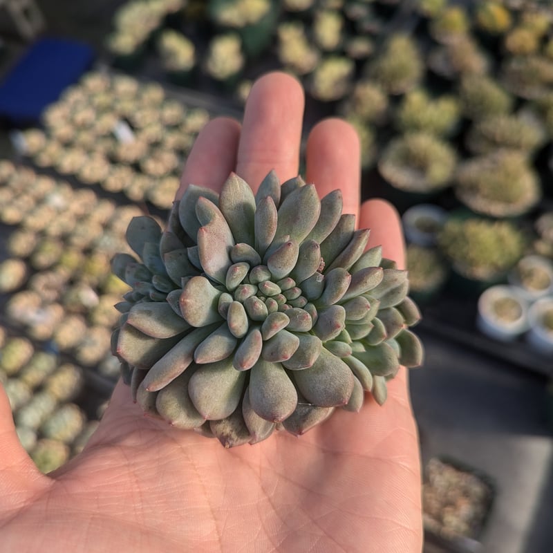 アリエル 綴化 エケベリア カット苗 | 多肉植物カット苗の通販