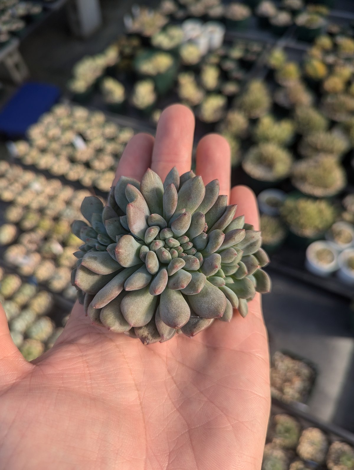 アリエル 綴化 エケベリア カット苗 | 多肉植物カット苗の通販