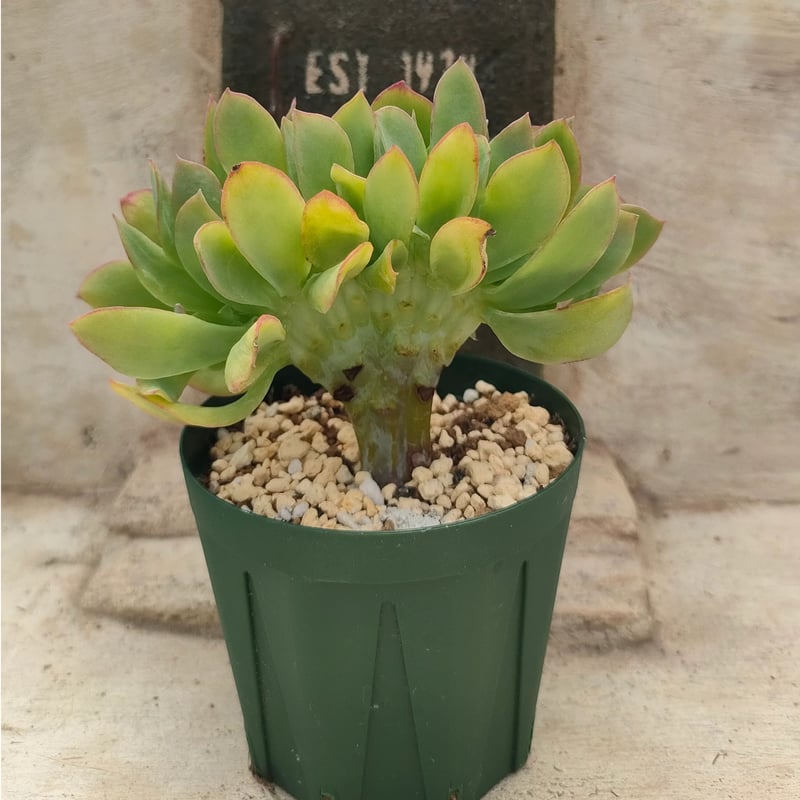 レモンツイスト綴化 エケベリア 抜き苗 | 多肉植物カット苗の通販