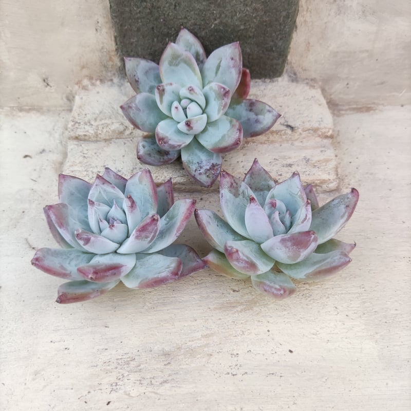 ワイルドコロラータ エケベリア カット苗 | 多肉植物カット苗の通販  