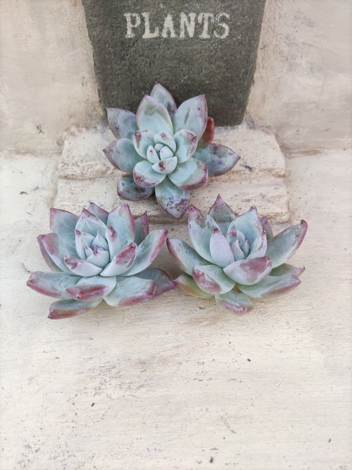 ワイルドコロラータ エケベリア カット苗 | 多肉植物カット苗の通販