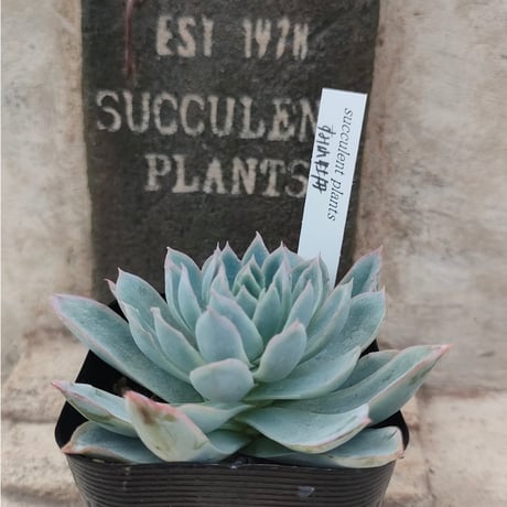 92#多肉植物アエオニウム❤️ ナガ女王 セッカ ❤️25cm拔き苗 多肉植物アエオニウム❤️ 薄化粧 ❤️2頭7-8cm拔キ苗！