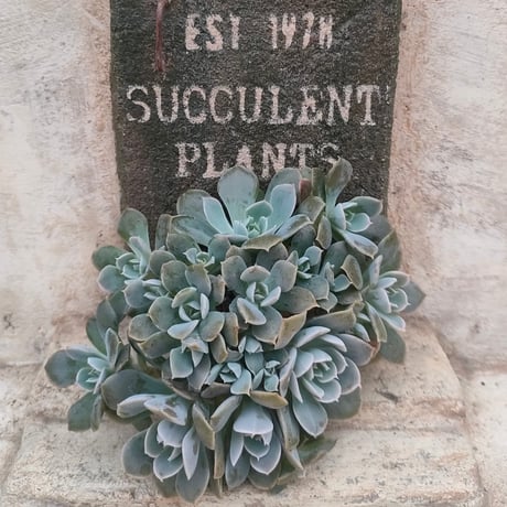 多肉植物カット苗の通販 | エケベリア(韓国苗)多肉植物専門店 | 森の多肉園