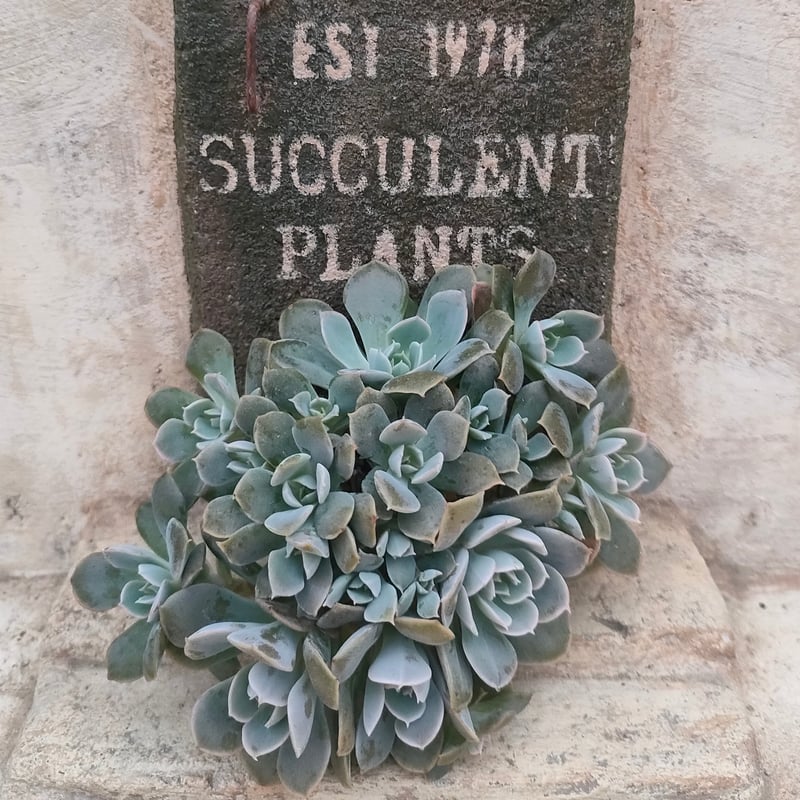 ルンヨニー群生 エケベリア カット苗 | 多肉植物カット苗の通販