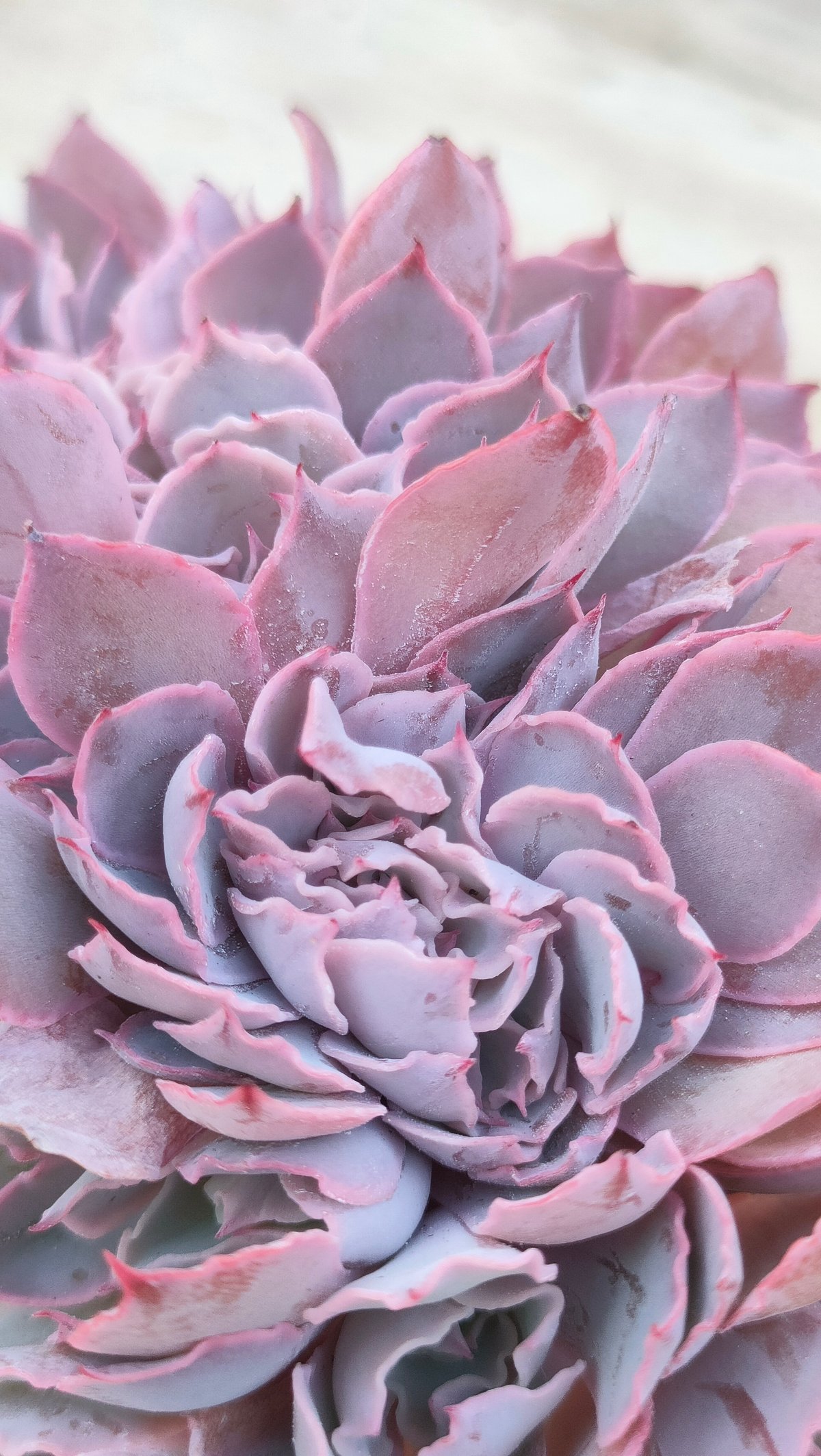 フィレンツェ綴化 エケベリア カット苗 | 多肉植物カット苗の通販