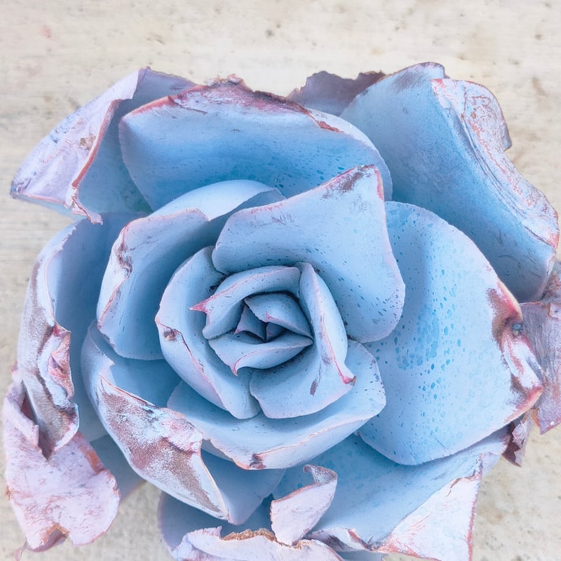 カンテ エケベリア カット苗 | 多肉植物カット苗の通販 | エケベリア