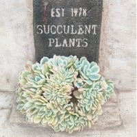 バロンボールド エケベリア カット苗 | 多肉植物カット苗の通販