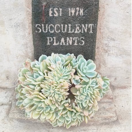 多肉植物カット苗の通販 | エケベリア(韓国苗)多肉植物専門店 | 森の多肉園