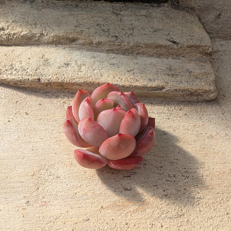 グラムピンク エケベリア カット苗 | 多肉植物カット苗の通販