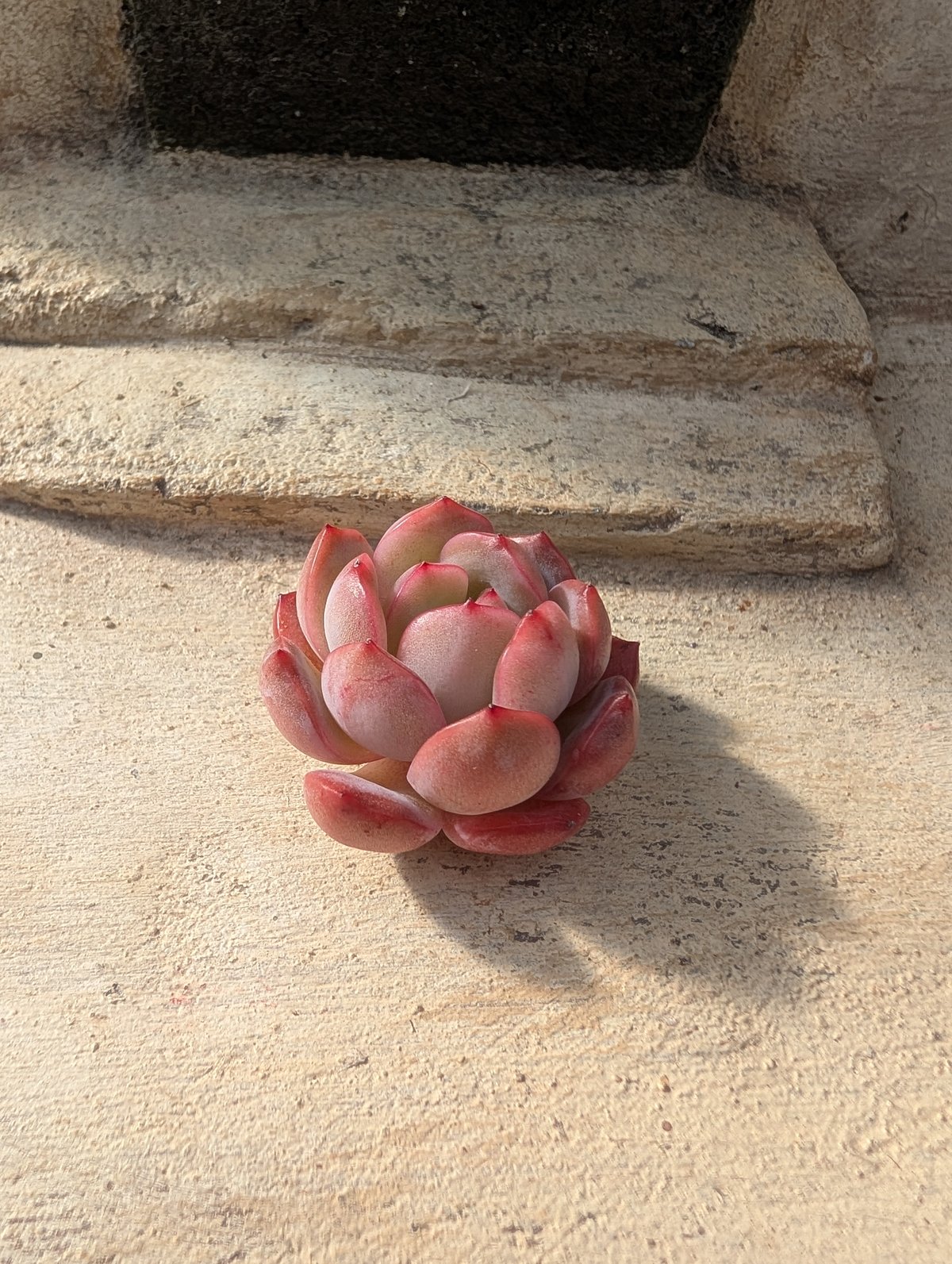 グラムピンク エケベリア カット苗 | 多肉植物カット苗の通販