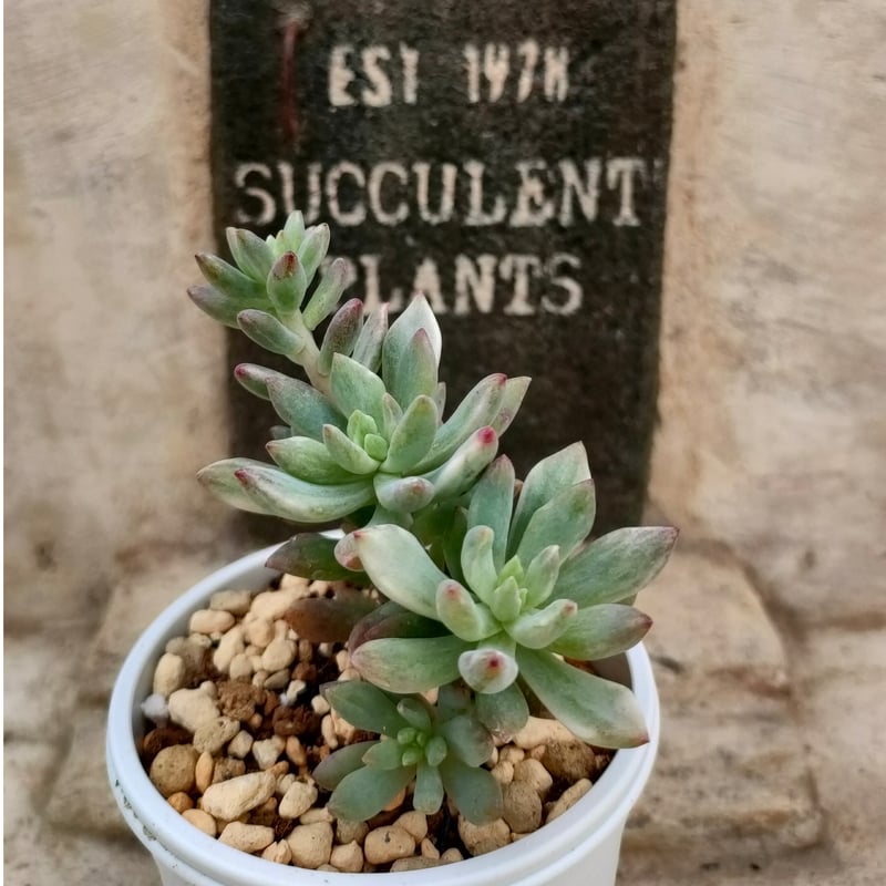 リトルビューティー錦 セダム 抜き苗 | 多肉植物カット苗の通販