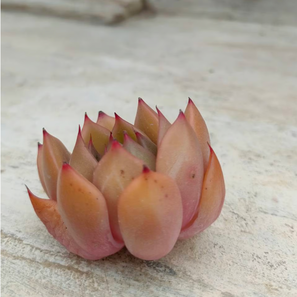 ピンクリリー エケベリア カット苗 | 多肉植物カット苗の通販