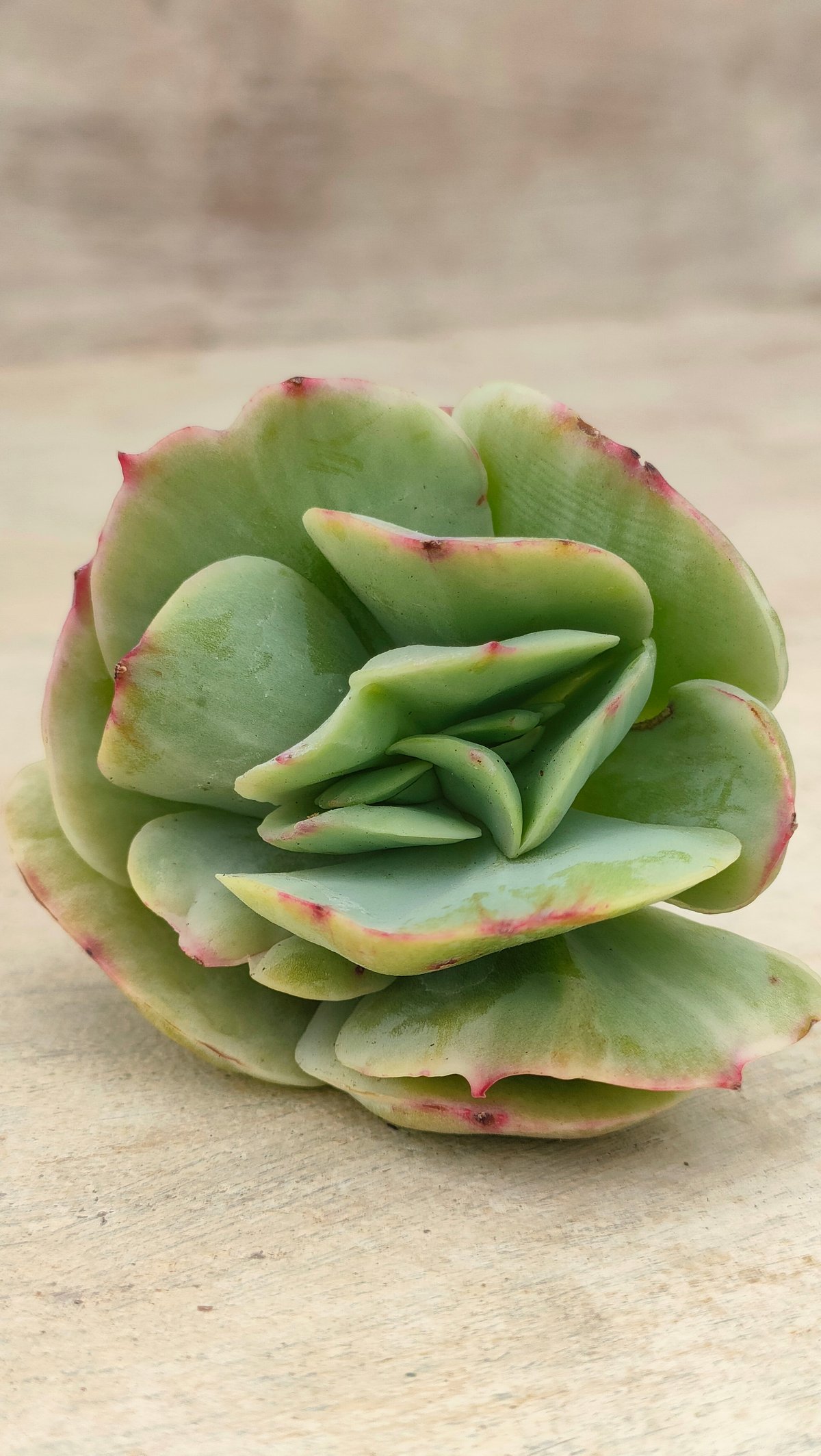 ピーチプリデ錦 エケベリア カット苗 | 多肉植物カット苗の通販