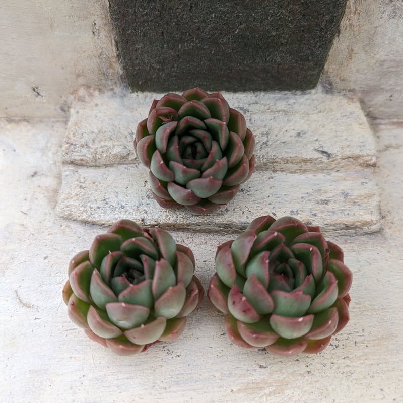 アイスエイジ エケベリア カット苗 | 多肉植物カット苗の通販