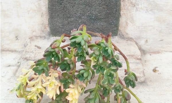 多肉植物カット苗の通販 | エケベリア(韓国苗)多肉植物専門店 | 森の多肉園