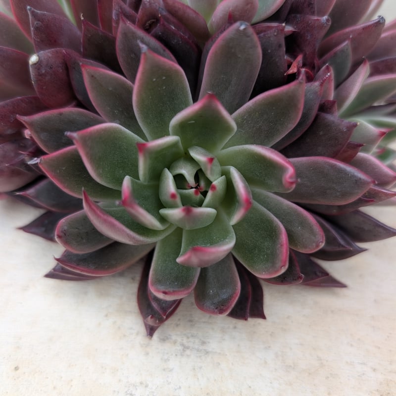 レゾン エケベリア カット苗 | 多肉植物カット苗の通販 | エケベリア