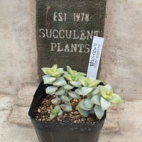 アイボリーパゴダ クラッスラ 抜き苗 | 多肉植物カット苗の通販