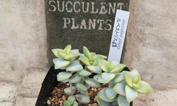 多肉植物カット苗の通販 | エケベリア(韓国苗)多肉植物専門店 | 森の多肉園