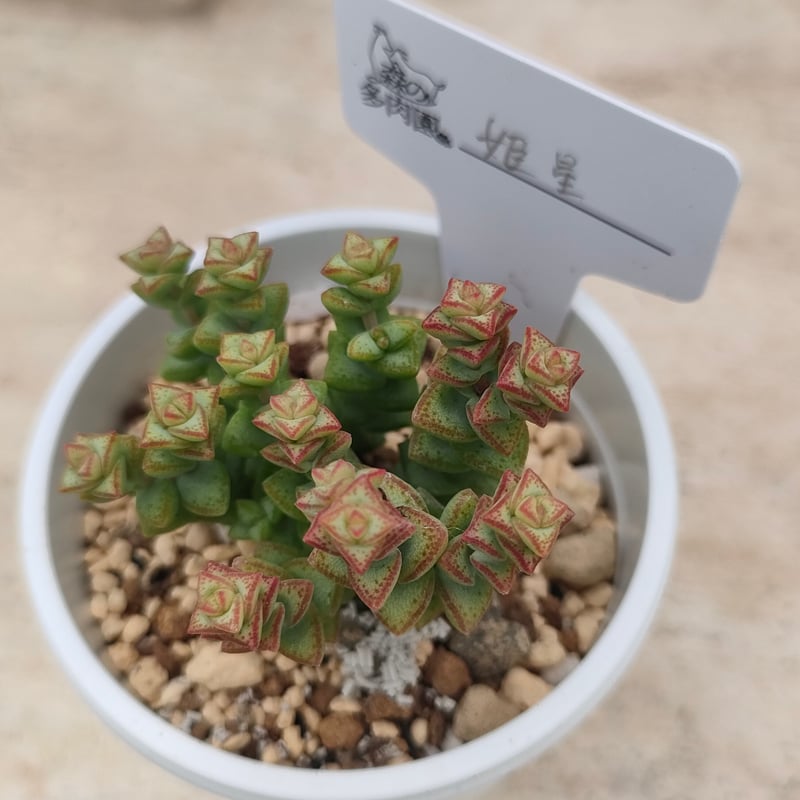 姫星 クラッスラ 抜き苗 | 多肉植物カット苗の通販 | エケベリア(韓国