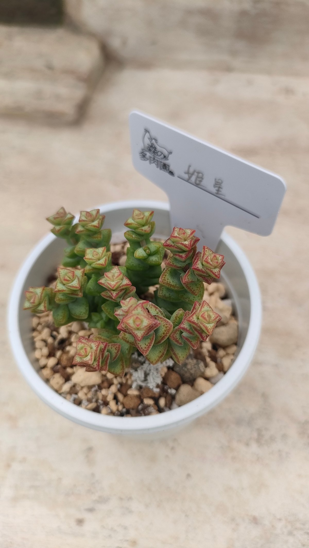 姫星 クラッスラ 抜き苗 | 多肉植物カット苗の通販 | エケベリア(韓国