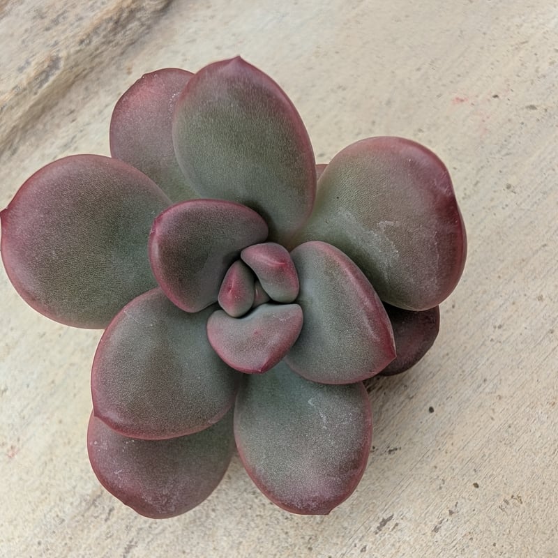 アップルキャンディ エケベリア カット苗 | 多肉植物カット苗の通販