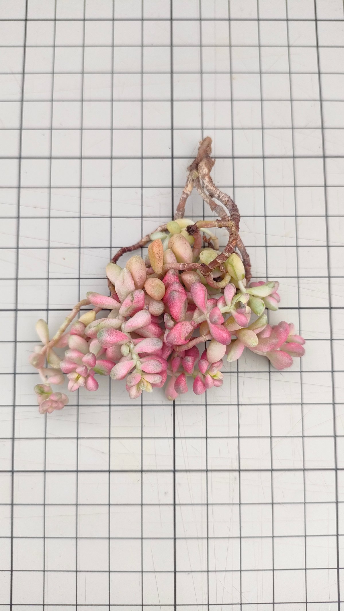 デルトイデア錦 クラッスラ カット苗 | 多肉植物カット苗の通販