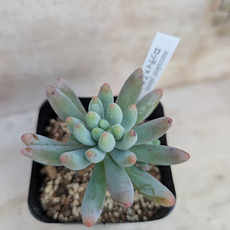 ロッティx乙女心 セダム交配 抜き苗 | 多肉植物カット苗の通販