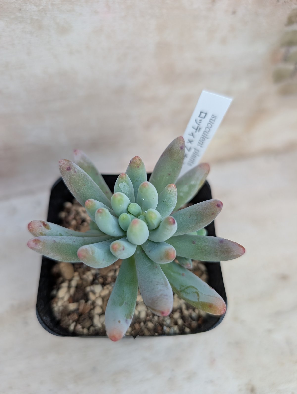 ロッティx乙女心 セダム交配 抜き苗 | 多肉植物カット苗の通販