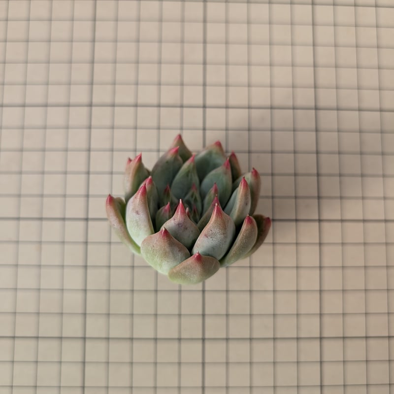 シャキノ エケベリア カット苗 | 多肉植物カット苗の通販 | エケベリア