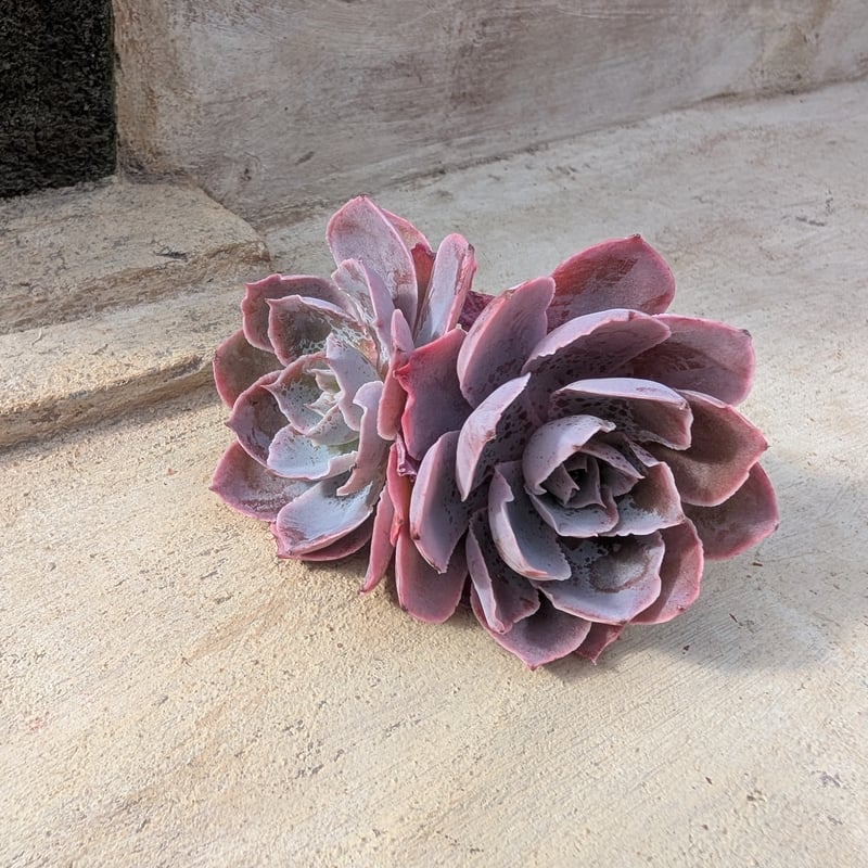 ピンキー エケベリア カット苗 | 多肉植物カット苗の通販 | エケベリア