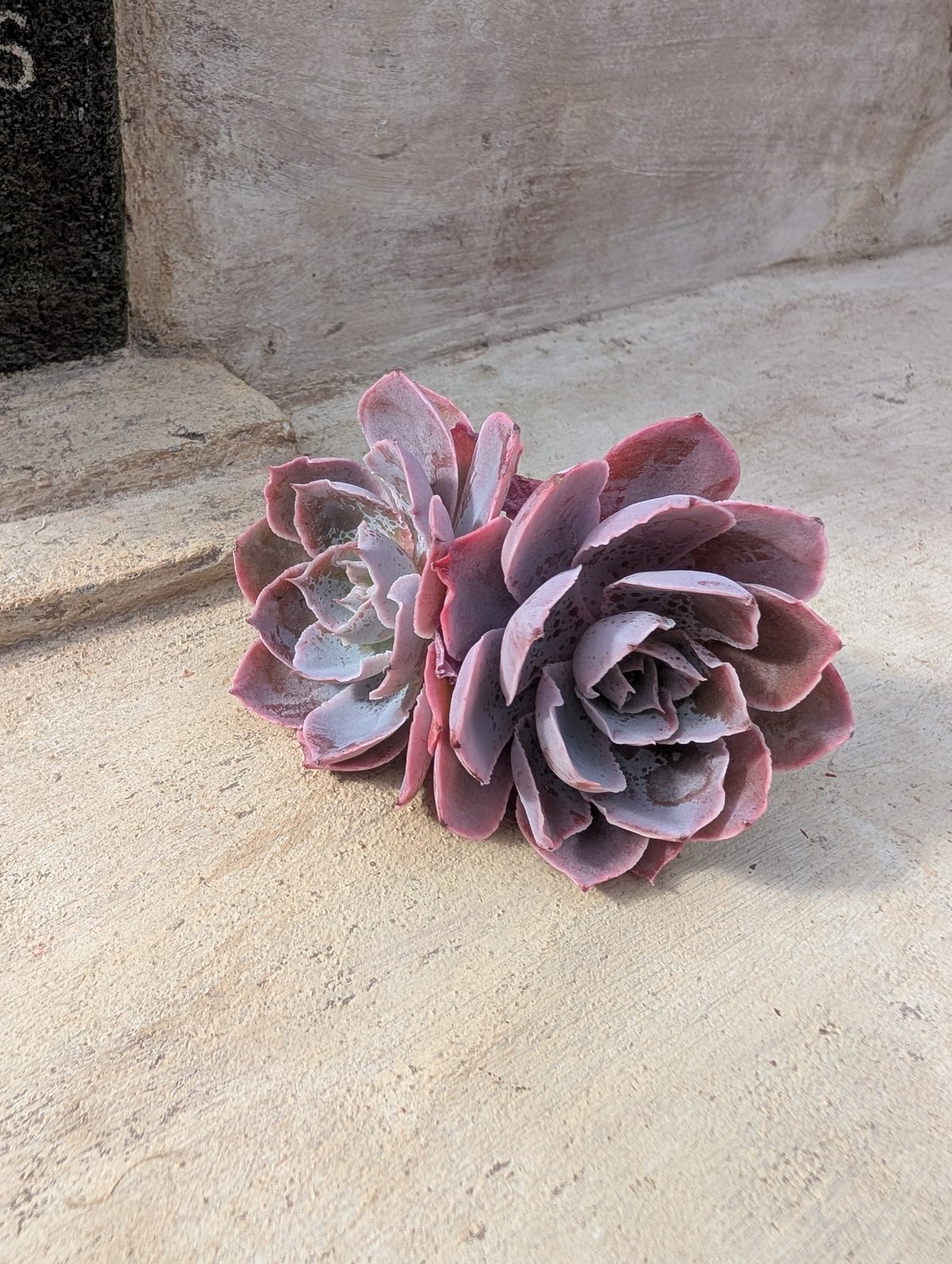 ピンキー エケベリア カット苗 | 多肉植物カット苗の通販 | エケベリア