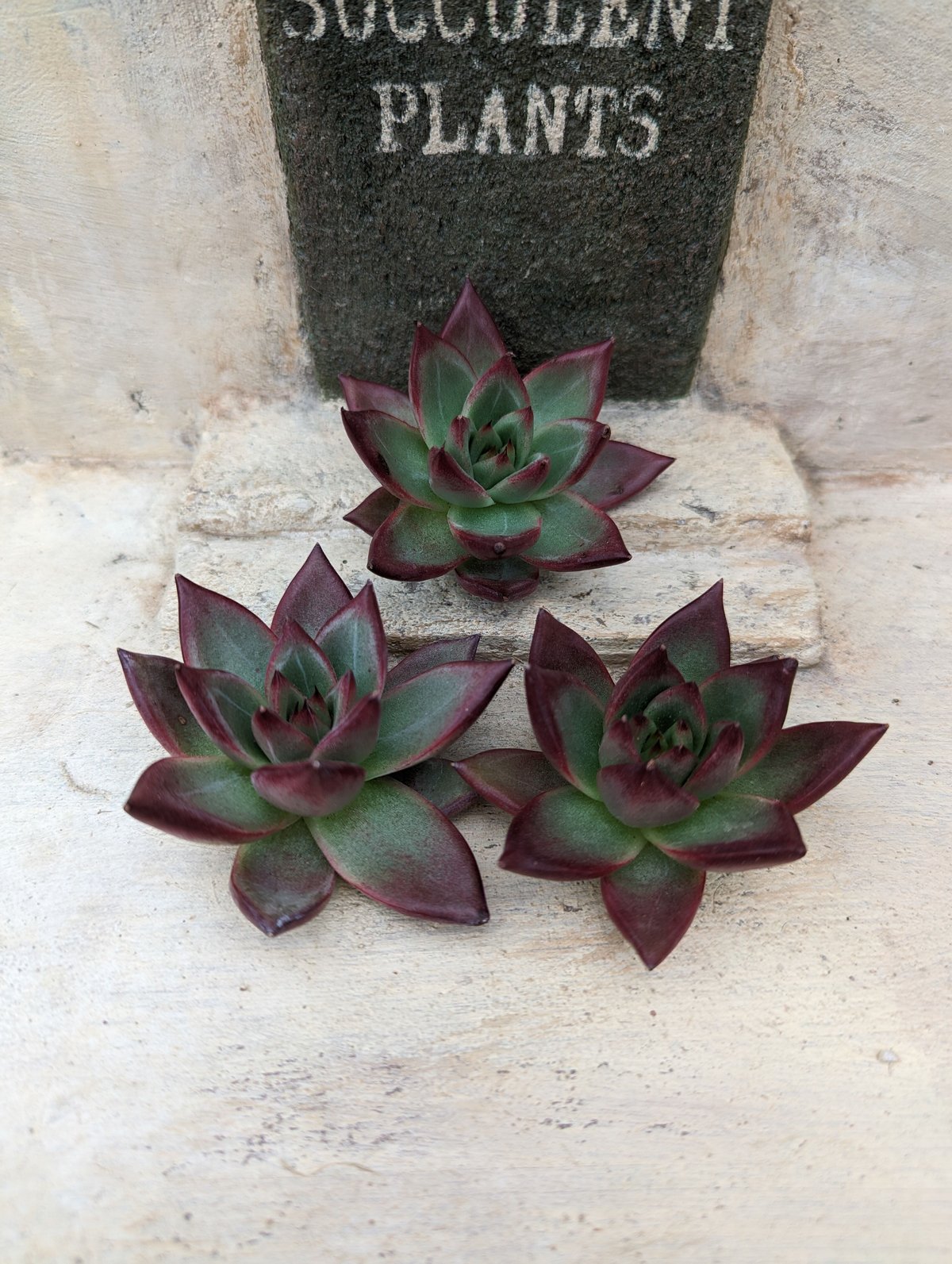 ロトゥンダ(チャンヒー農園)◎多肉植物 カット苗 韓国苗 エケベリア等 ロトゥンダ(チャンヒー農園)◎多肉植物 カット苗 韓国苗 エケベリア等