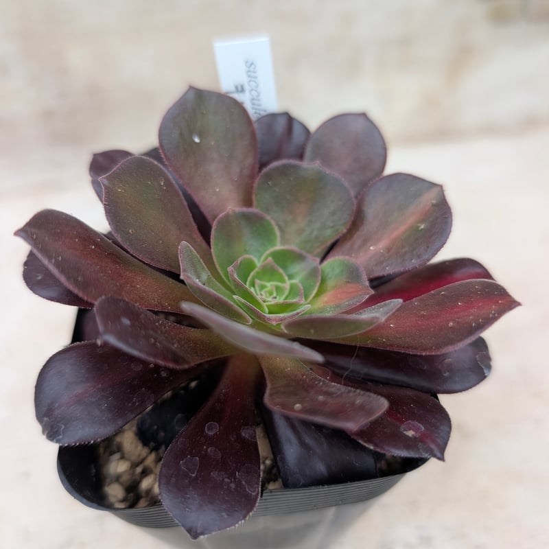 キリマンジャロ アエオニウム 土付き 宅急便発送 | 多肉植物カット苗の