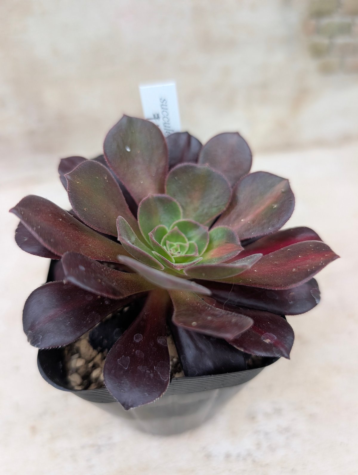 キリマンジャロ アエオニウム 土付き 宅急便発送 | 多肉植物カット苗の