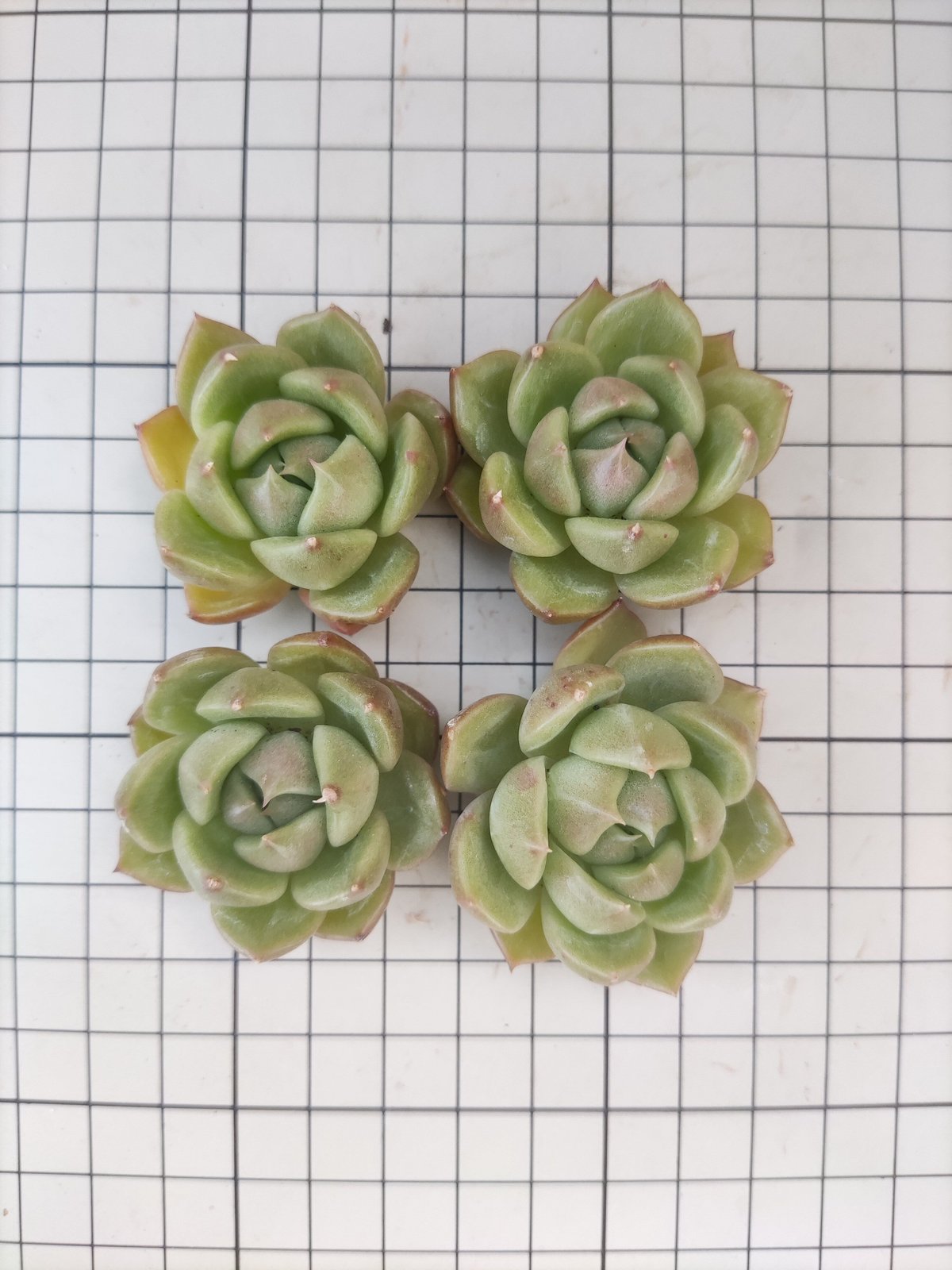 ホワイトローズ エケベリア カット苗 | 多肉植物カット苗の通販