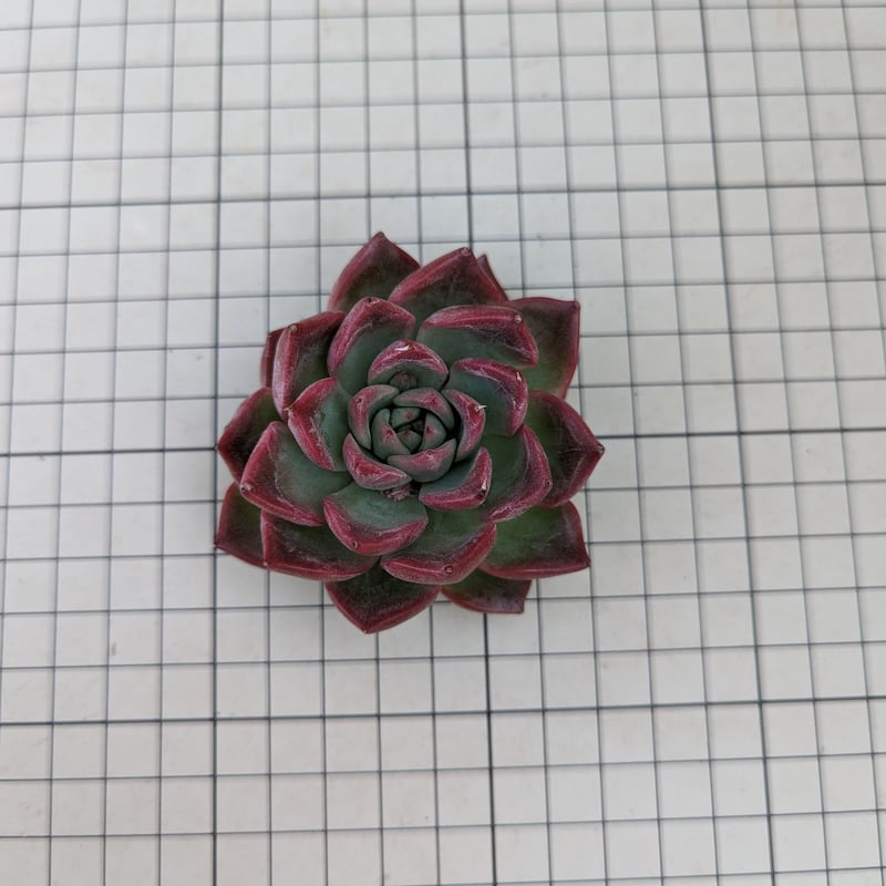 フロリディティール エケベリア カット苗 | 多肉植物カット苗の