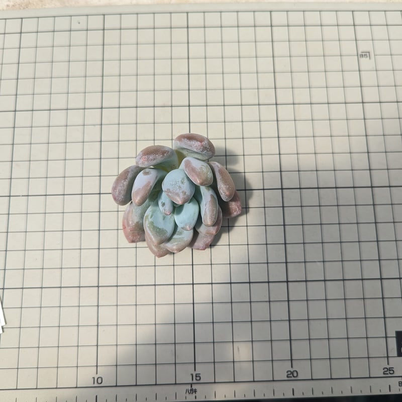 フレーベル パキフィツム カット苗 | 多肉植物カット苗の通販 フレーベル パキフィツム カット苗 | 多肉植物カット苗の通販
