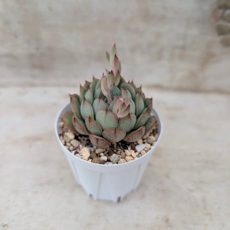 商品一覧 | 多肉植物カット苗の通販 | エケベリア(韓国苗)多肉植物専門