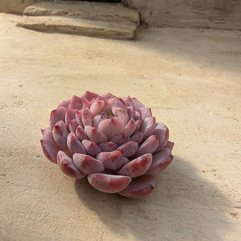 アメイジンググレイス エケベリア カット苗 | 多肉植物カット苗の通販