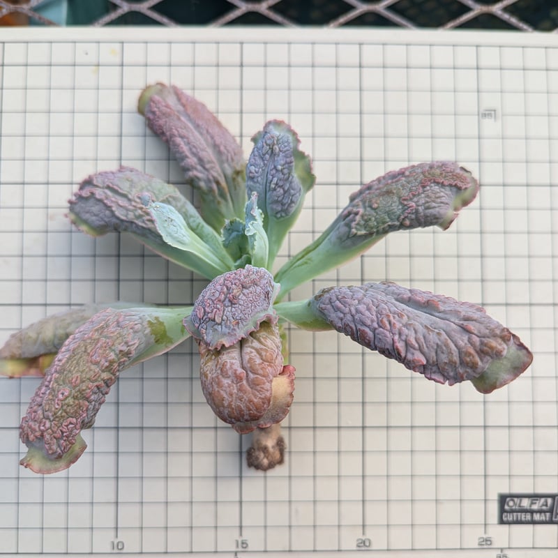 バロンボールド エケベリア カット苗 | 多肉植物カット苗の通販