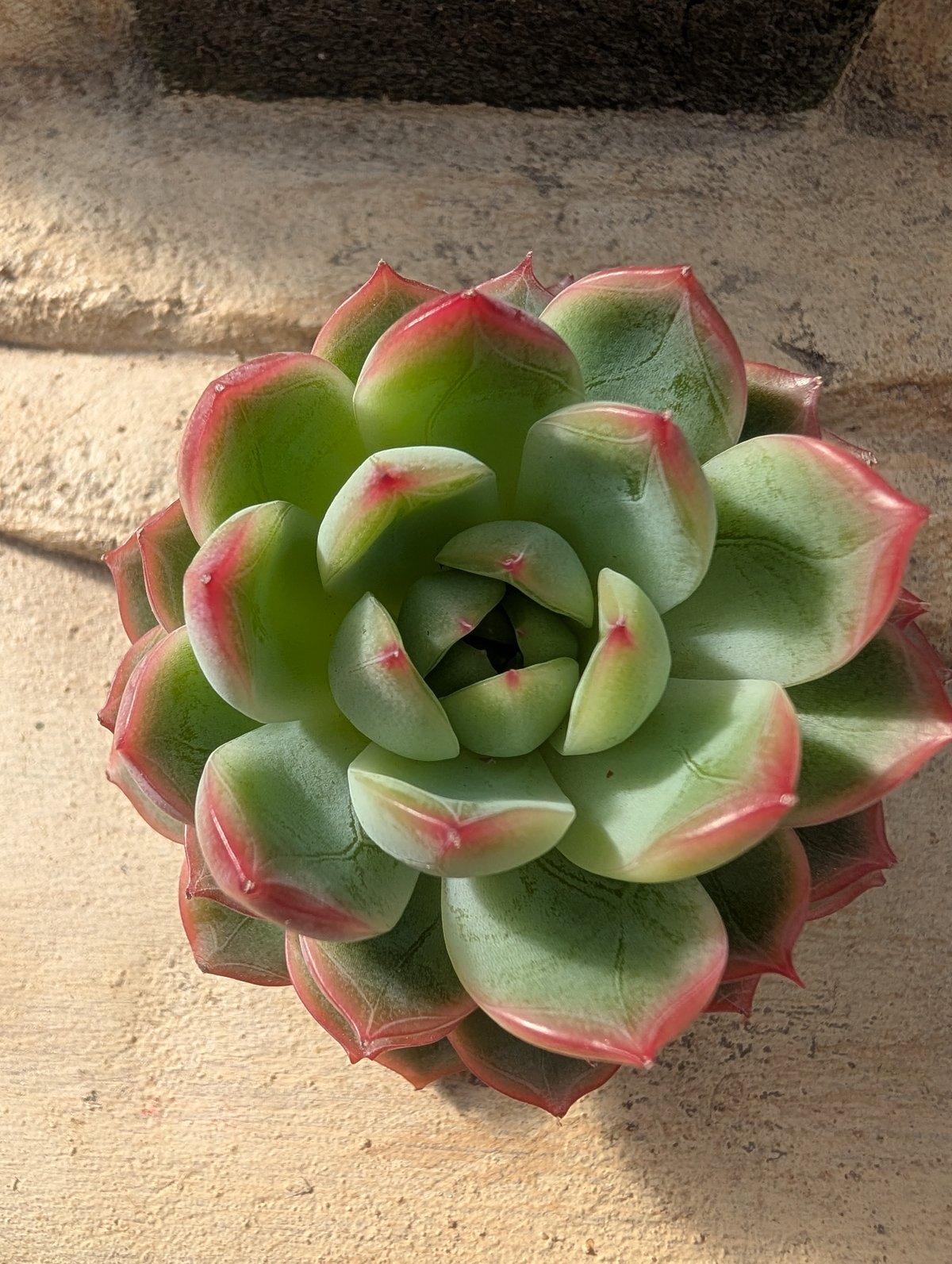 エレン カット苗 グラプトベリア 多肉植物 楽天市場】エレン錦 カット苗 グラプトベリア Mサイズ 5.5cmポット