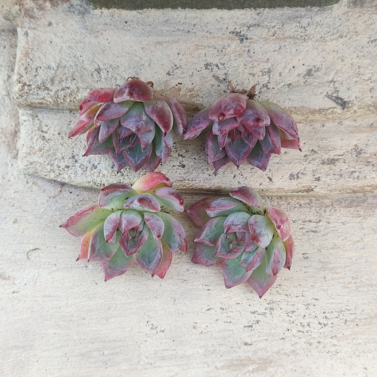 ブラックスワン エケベリア カット苗 | 多肉植物カット苗の通販