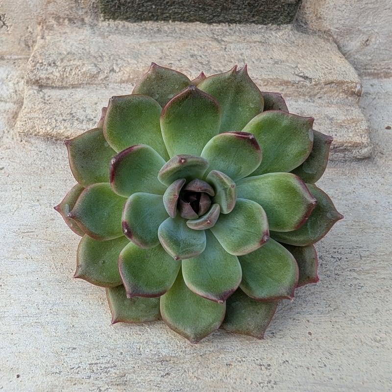 ブラックアイズ エケベリア カット苗 | 多肉植物カット苗の通販